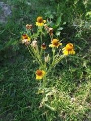 Helenium amphibolum