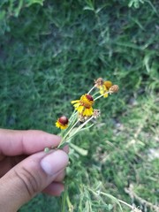 Helenium amphibolum