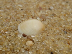 Crassatella brasiliensis