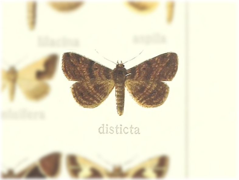 Baniana disticta