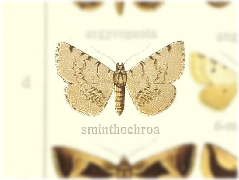 Baniana sminthochroa