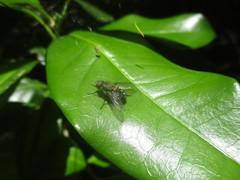 Pollenia rudis