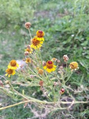 Helenium amphibolum