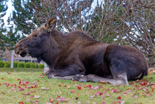 Moose photographed in Idaho