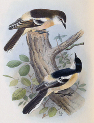 Long-Tailed Triller photo 3