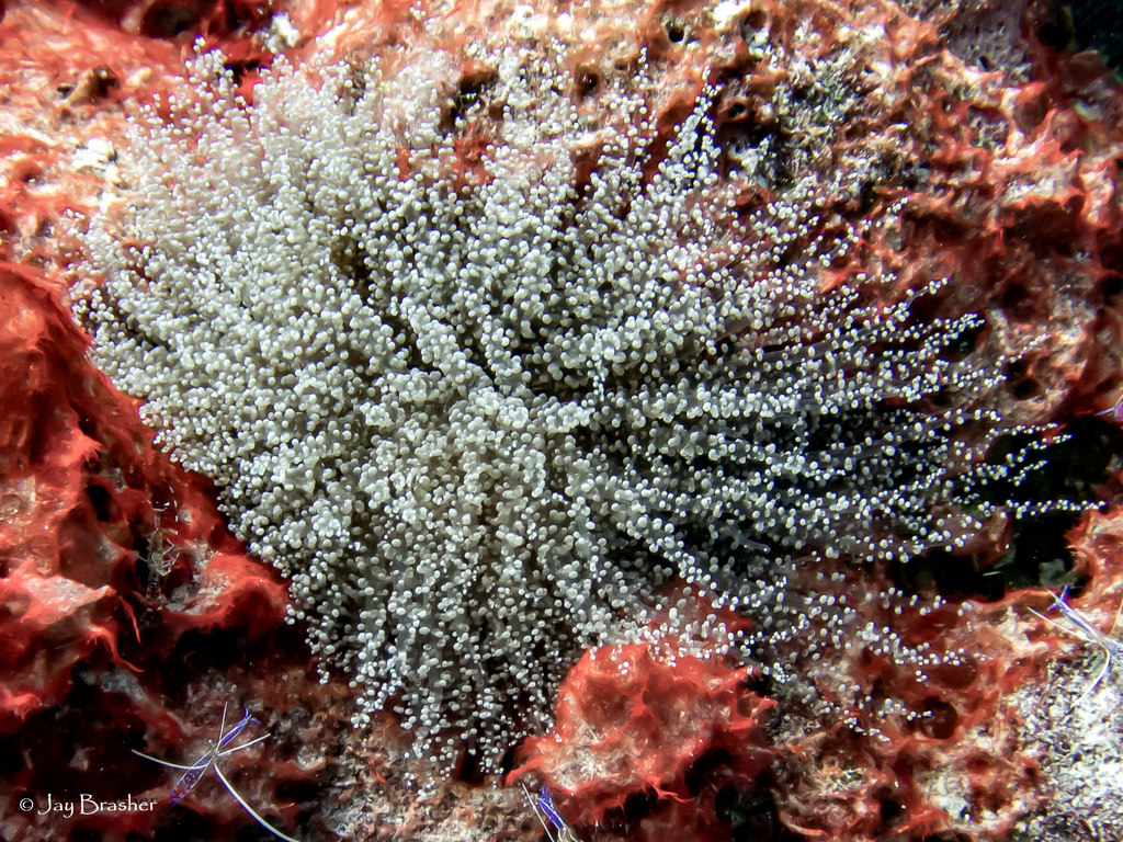 Knobby Anemone