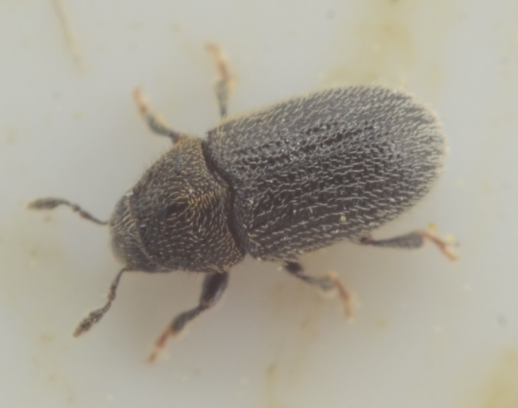 Phloeotribus rhododactylus