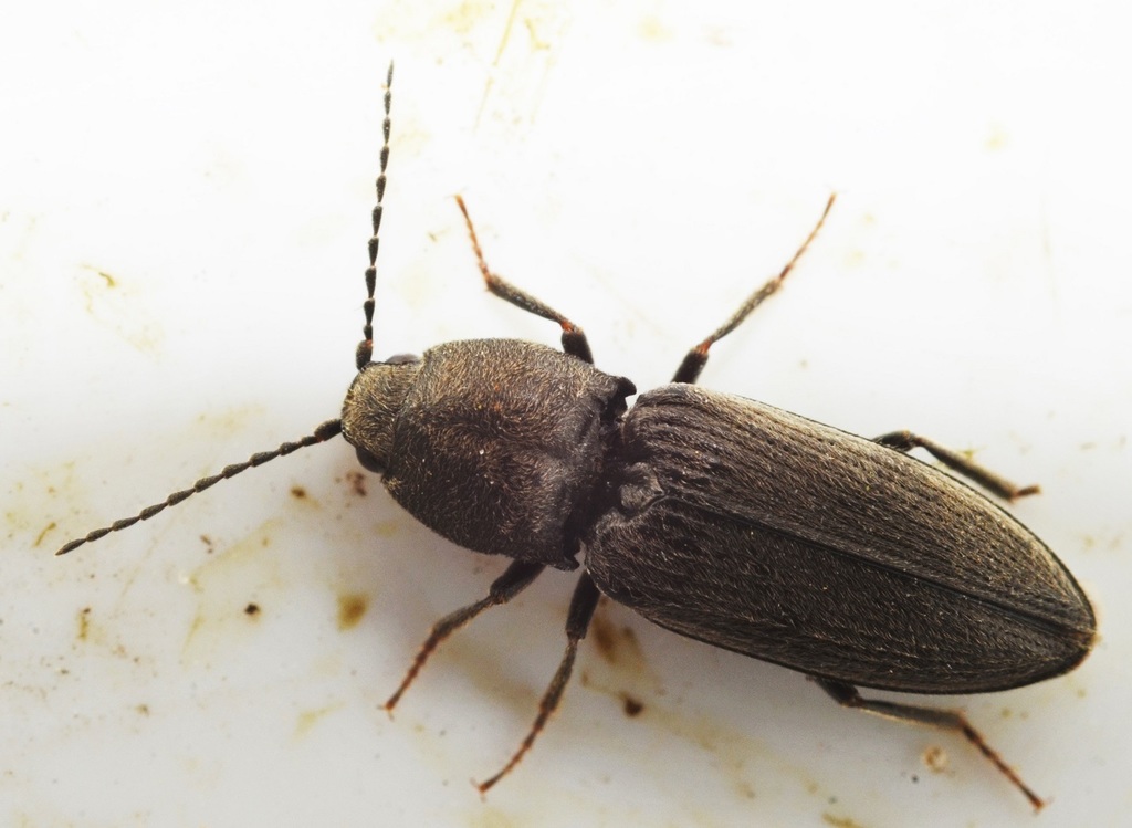 Cardiophorus asellus