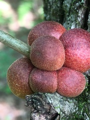 Disholcaspis globosa