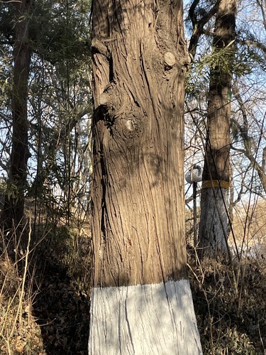 Foto de Tuia-chinesa