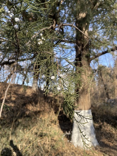 Foto de Tuia-chinesa