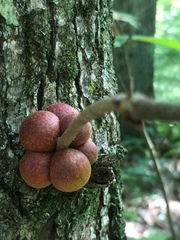 Disholcaspis globosa