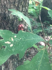 Disholcaspis globosa