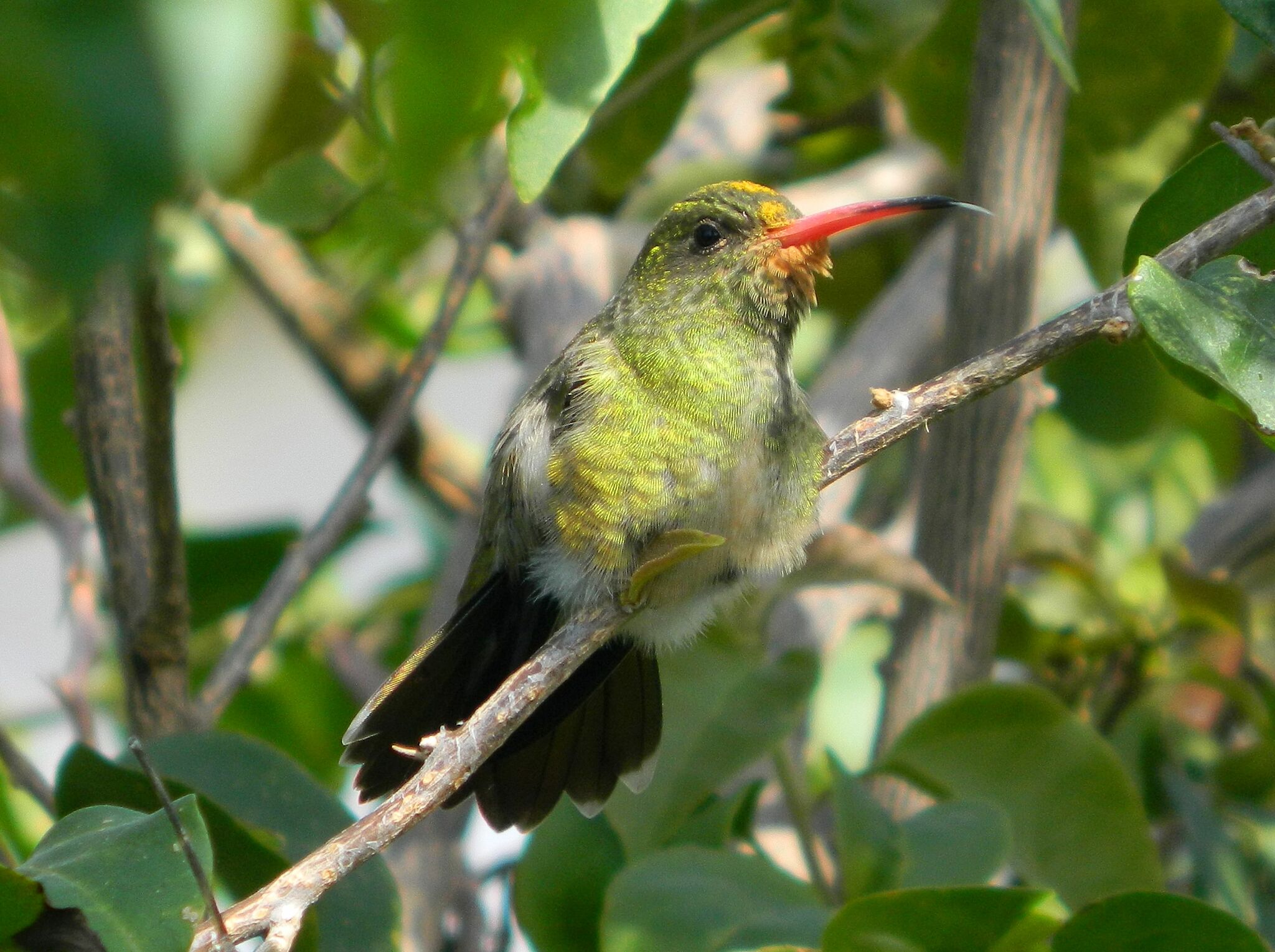 Gilded Hummingbird (Hylocharis chrysura)