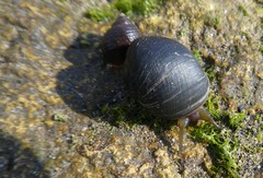 Gastropoda