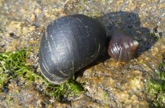 Gastropoda