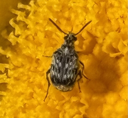 Black and White Black Variegated Bruchid