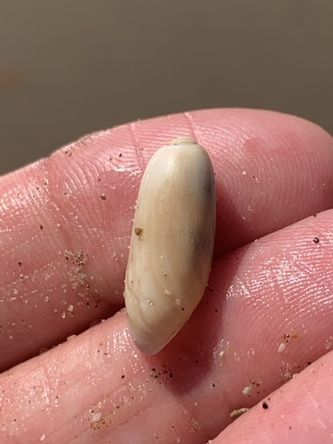 Acteocina culcitella, 2025-02-25