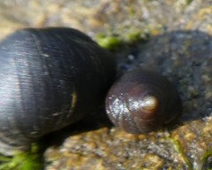 Gastropoda