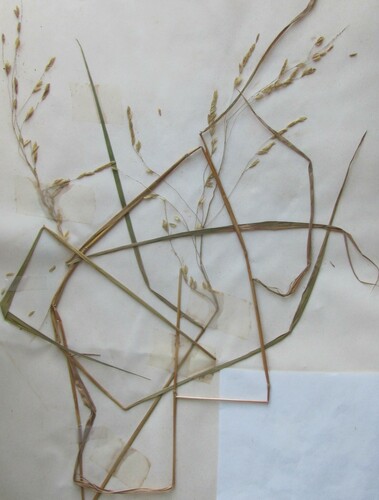 Leersia oryzoides iNat (3)