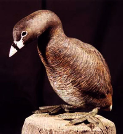 Atitlan Grebe