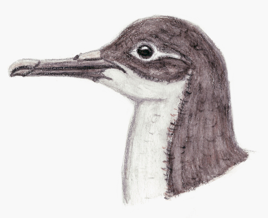 Lava Shearwater