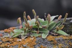 Plantago camtschatica