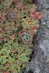 Orostachys aggregata