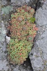 Orostachys aggregata