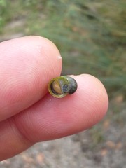 Theodoxus fluviatilis