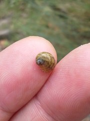 Theodoxus fluviatilis