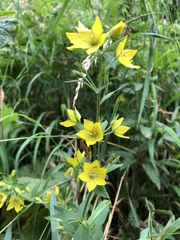 Lysimachia verticillaris