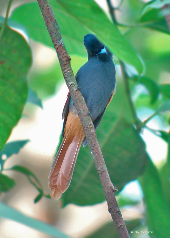 Rufous-vented Paradise-Flycatcher illustration