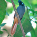 Rufous-vented Paradise-Flycatcher - Photo (c) Nik Borrow, some rights reserved (CC BY-NC), uploaded by Nik Borrow