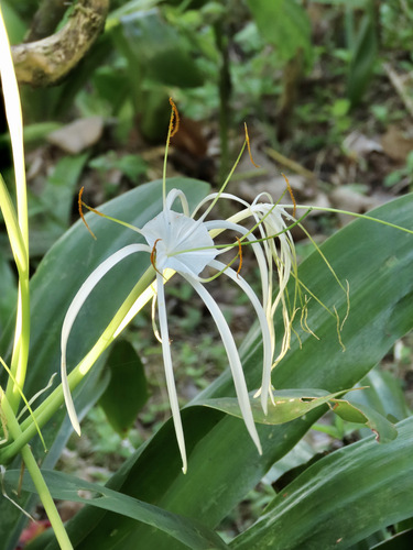 Hymenocallis littoralis observed 2025-02-07