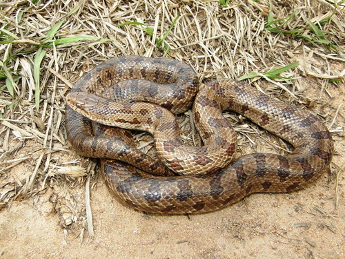 Prairie Kingsnake