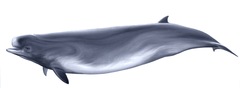 Southern Bottlenose Whale photo 2
