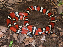 Lampropeltis gentilis