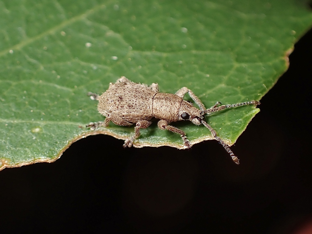 Haplotrinchus Inaequalis Ecrizothis inaequalis from Balook VIC 3971, Australia on February 22 ...