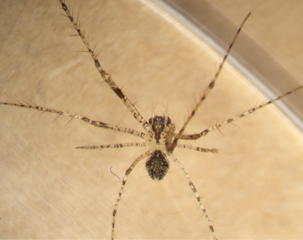 Mimetus eutypus