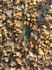 Minuca longisignalis