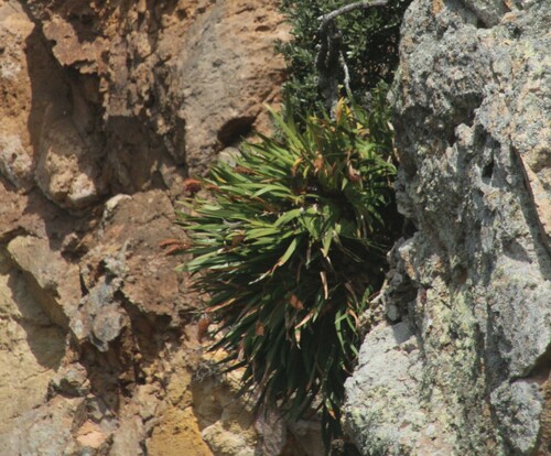 Image of Xeronema callistemon by (c) Debra Baker, some rights reserved (CC BY)