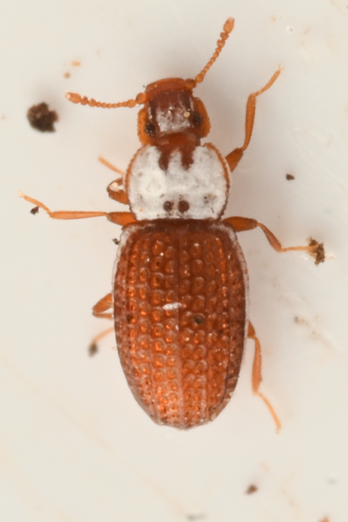 Metophthalmus