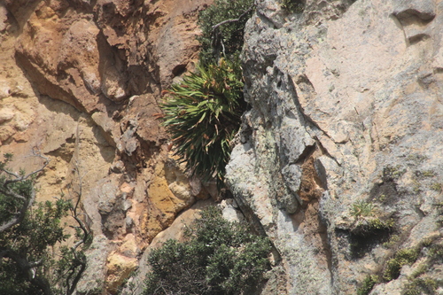 Image of Xeronema callistemon by (c) Debra Baker, some rights reserved (CC BY)