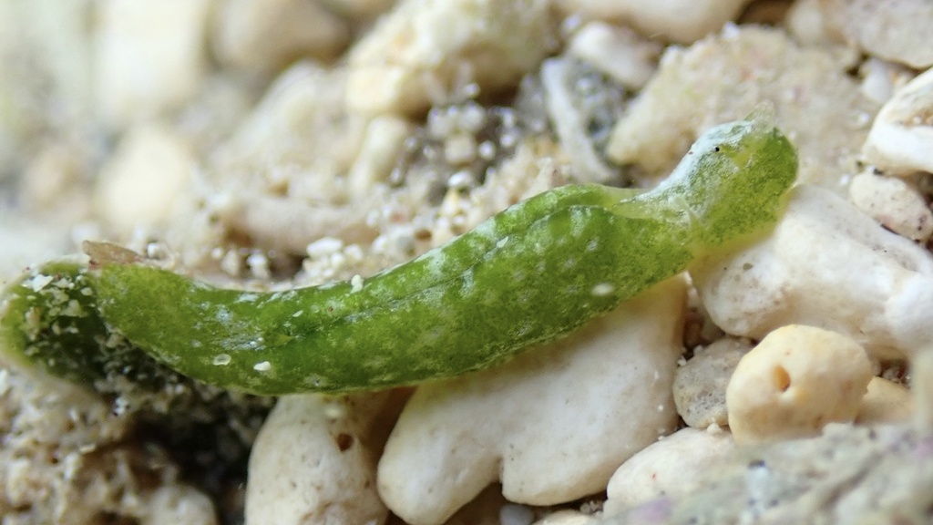 Halimeda Taco Slug