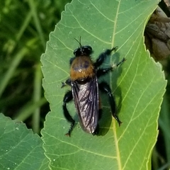 Laphria macquarti