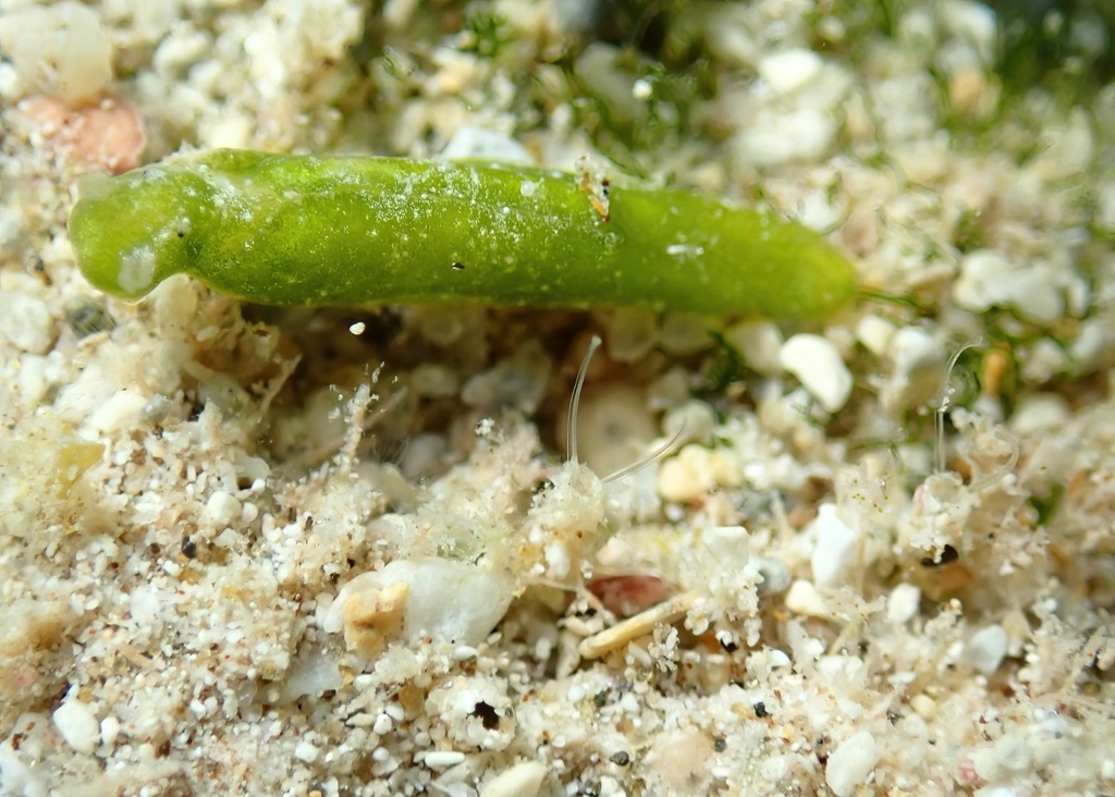 Halimeda Taco Slug