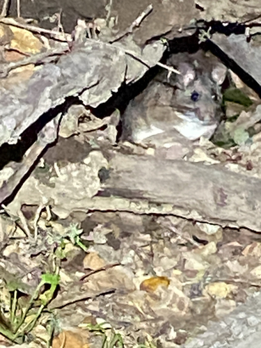 Dusky-footed Woodrat