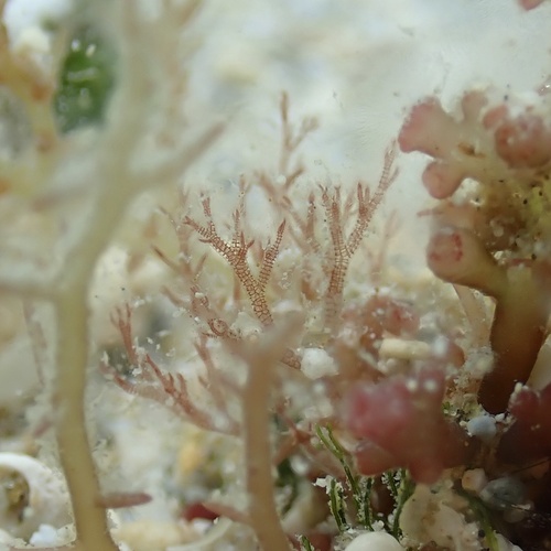 Melanothamnus hawaiiensis