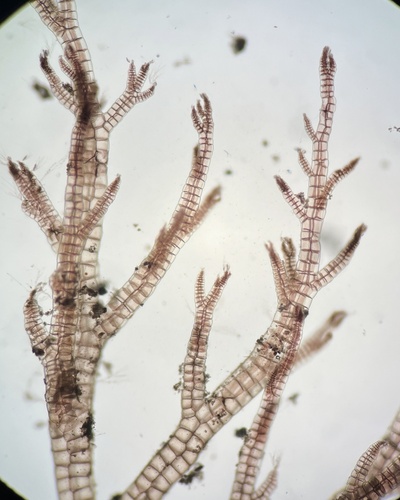 Melanothamnus hawaiiensis